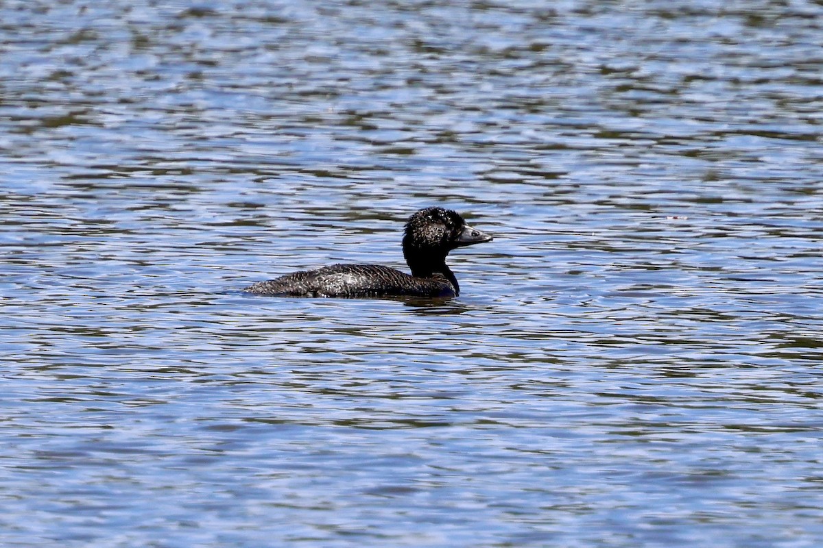 ニオイガモ - ML646560069