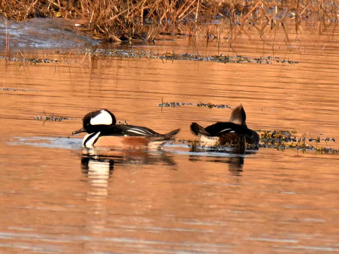 Hooded Merganser - ML646560071