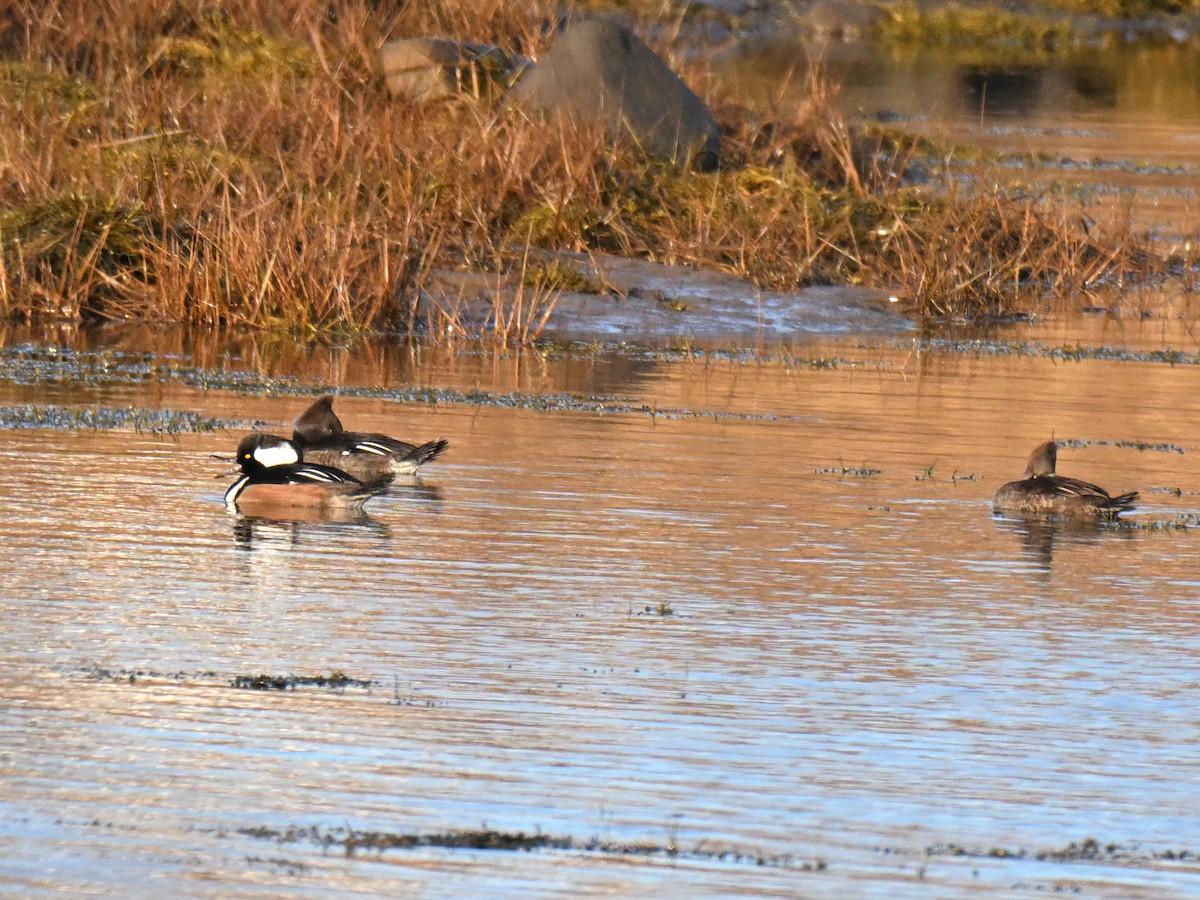 Hooded Merganser - ML646560072