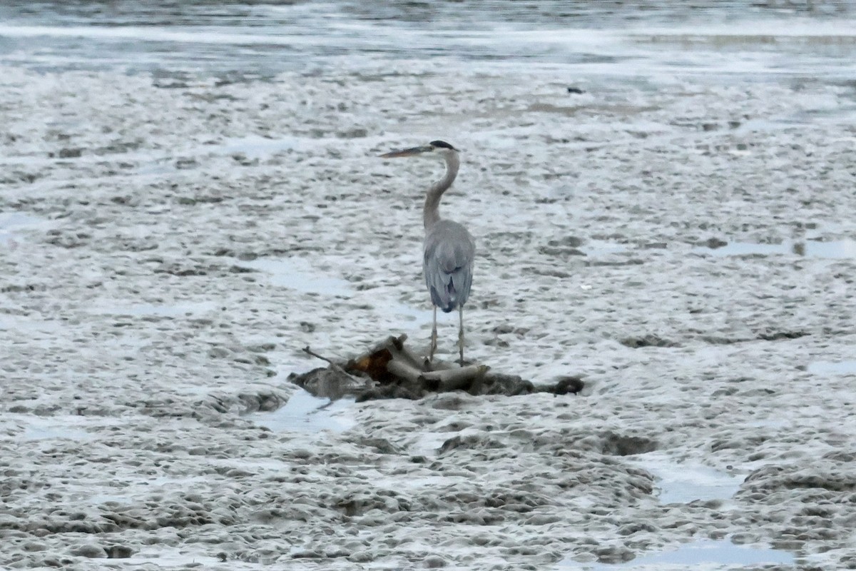 Great Blue Heron - ML646560073
