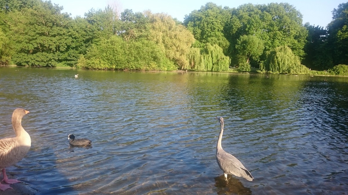 Graylag Goose (Domestic type) - ML646560074