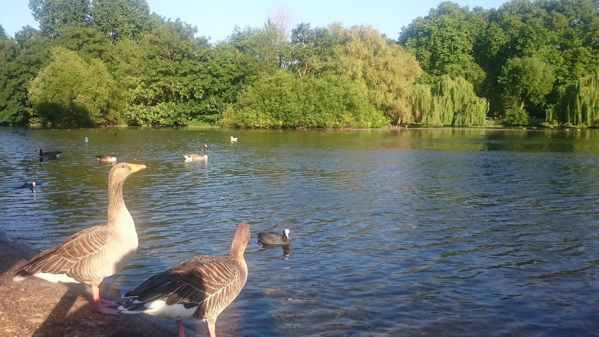 Graylag Goose (Domestic type) - ML646560075