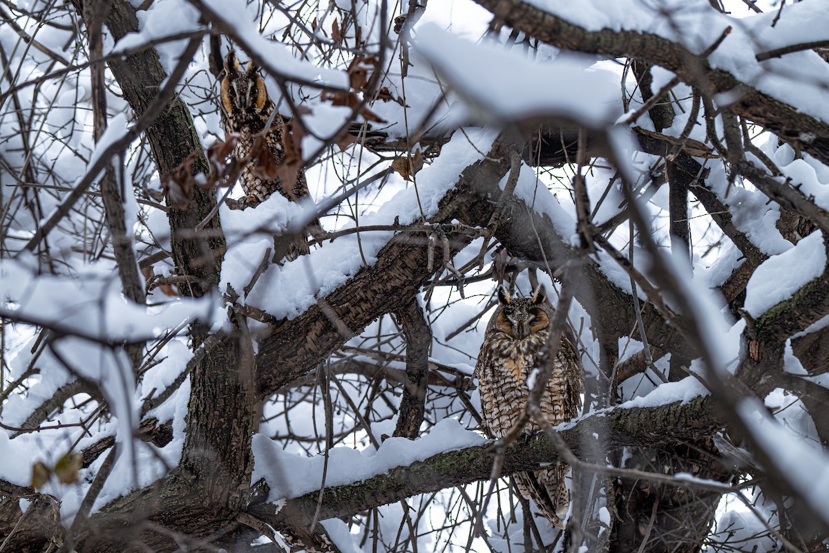 Long-eared Owl - ML646560077