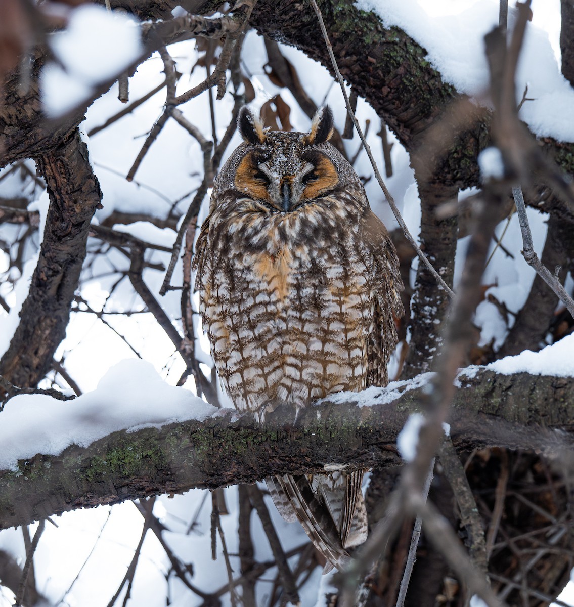 Long-eared Owl - ML646560078