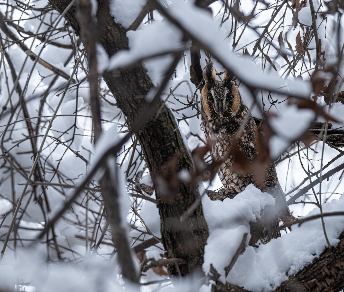 Long-eared Owl - ML646560079
