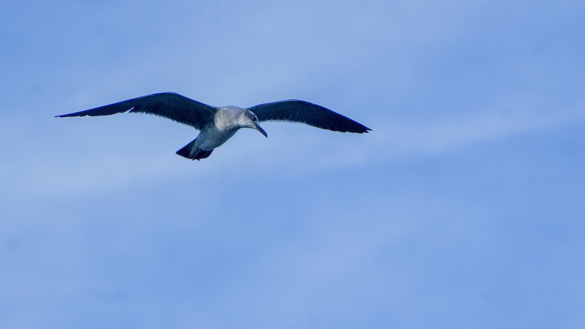 Laughing Gull - ML646560090