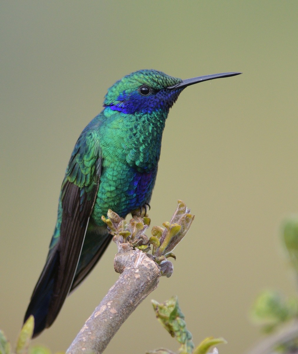 Колібрі синьочеревий - ML646560094