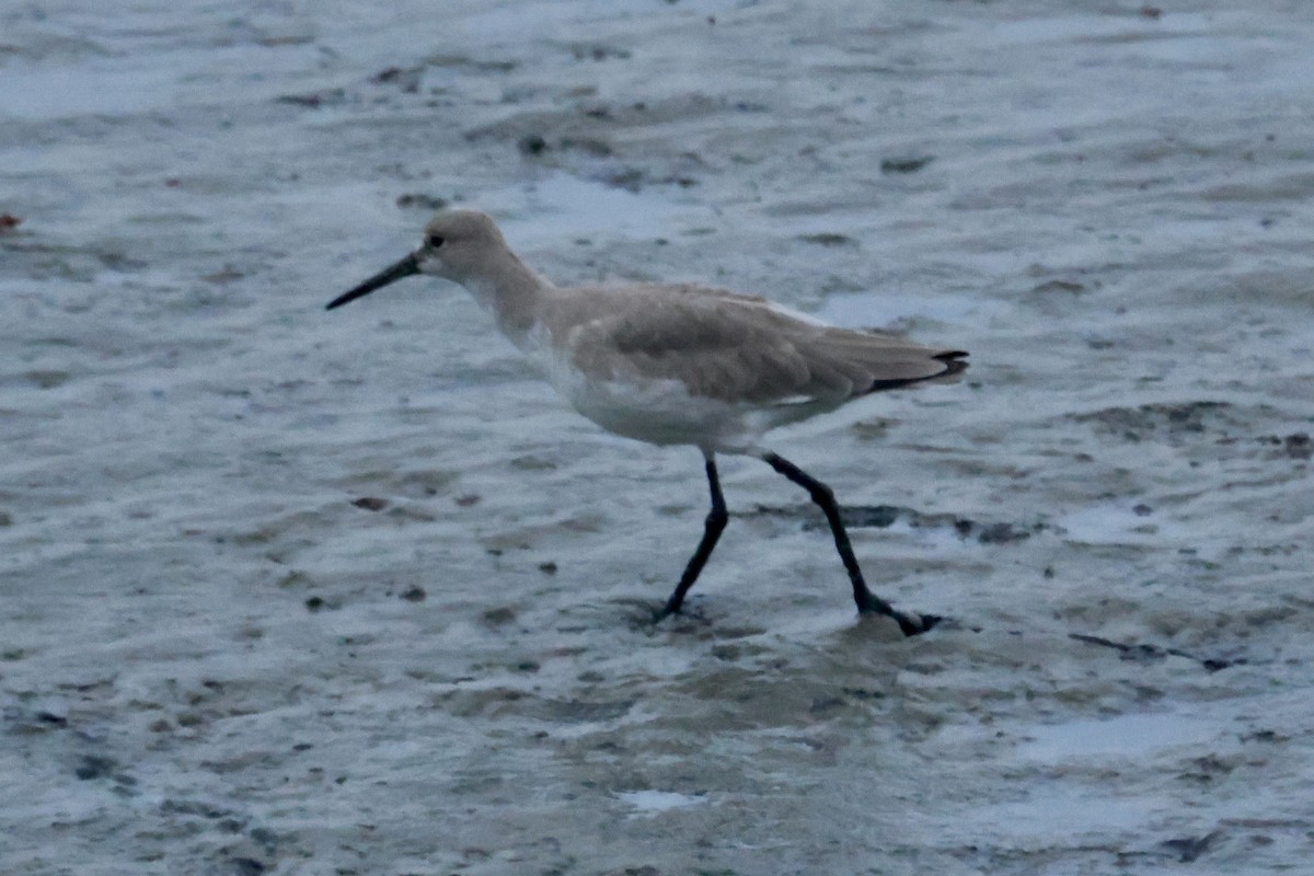 Willet - ML646560095