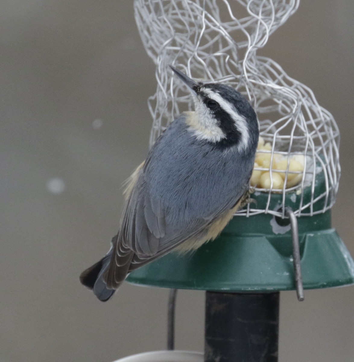 Sittelle à poitrine rousse - ML646560097