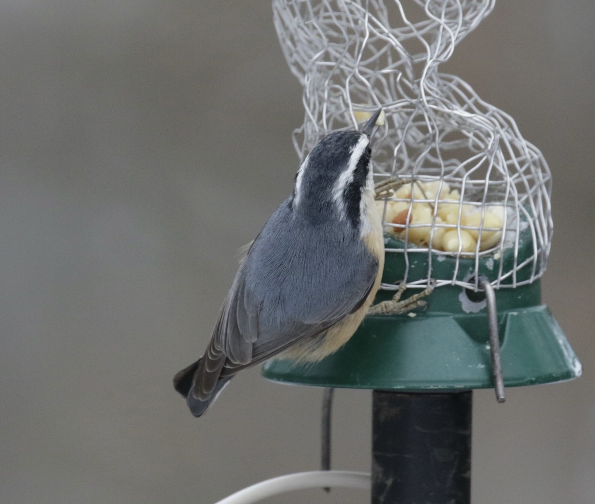 Sittelle à poitrine rousse - ML646560098