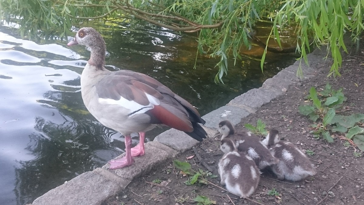 エジプトガン - ML646560105