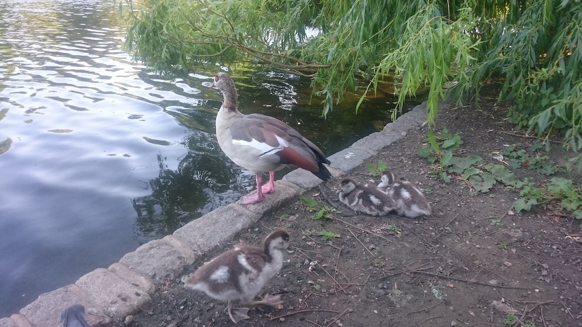 エジプトガン - ML646560106