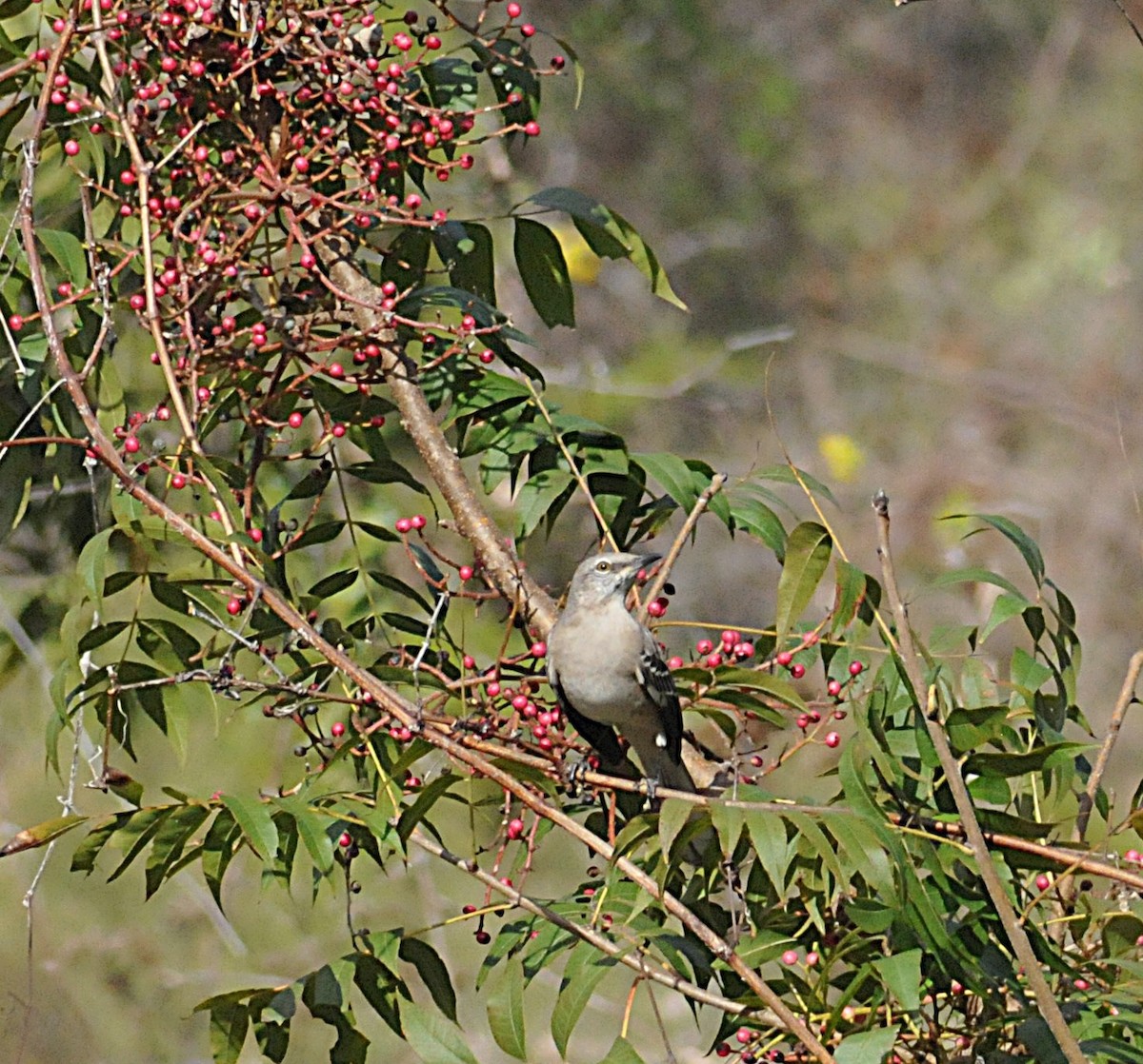 Northern Mockingbird - ML646560109