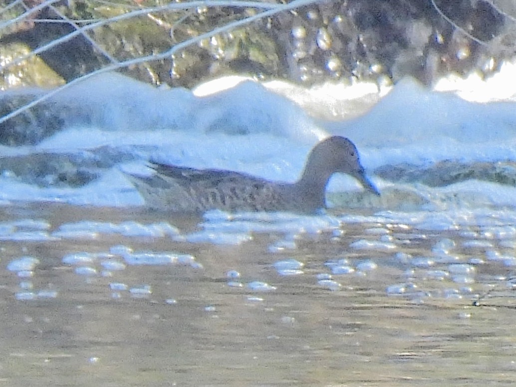 Коричневый чирок - ML646560110