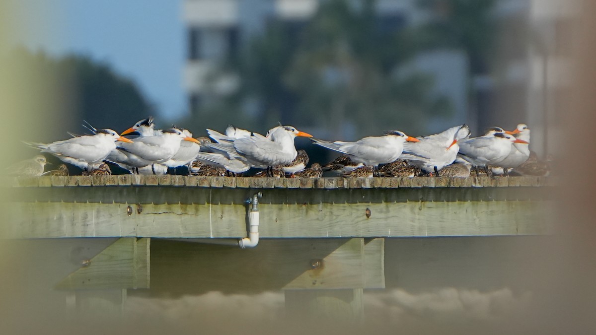 Royal Tern - ML646560114