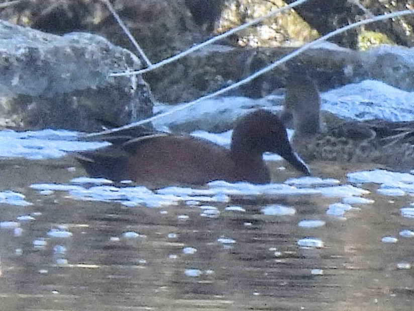 Коричневый чирок - ML646560116