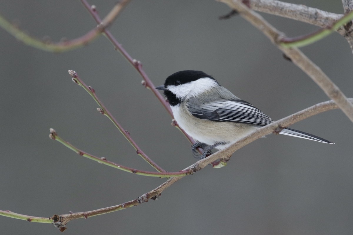Black-capped Chickadee - ML646560118