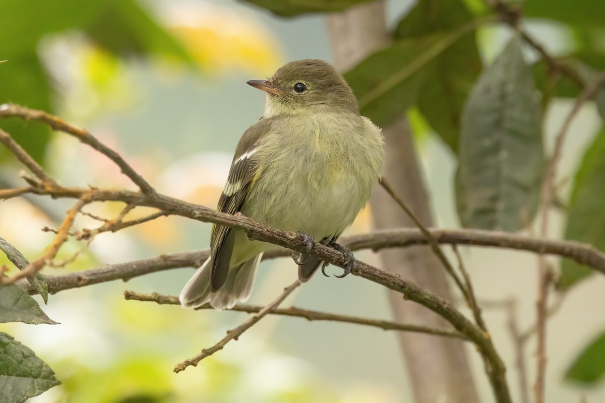 Mountain Elaenia - ML646560119