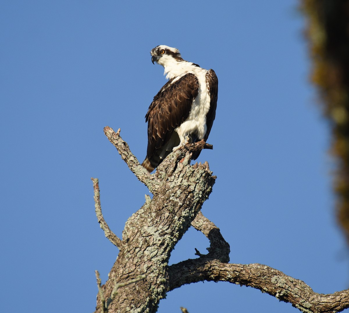 Osprey - ML646560125