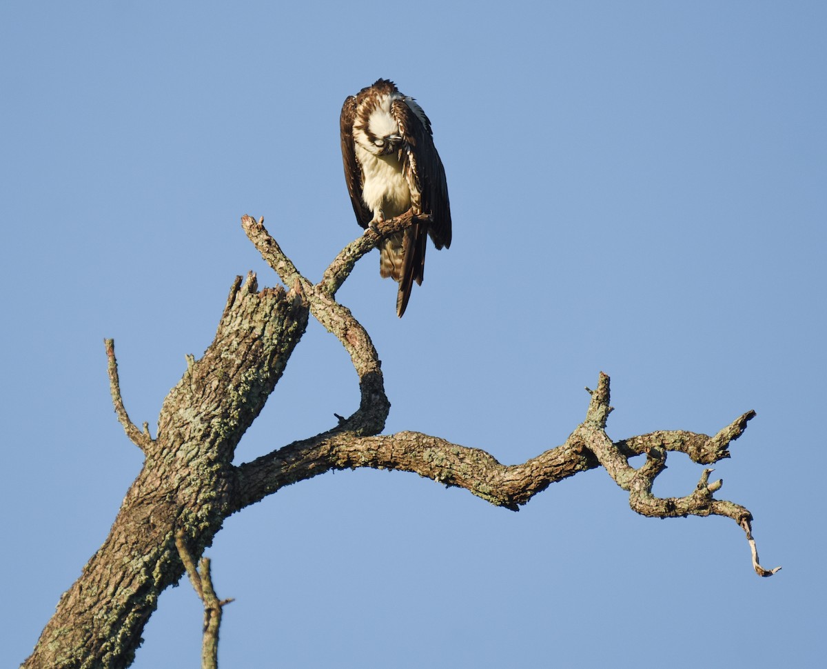 Osprey - ML646560126