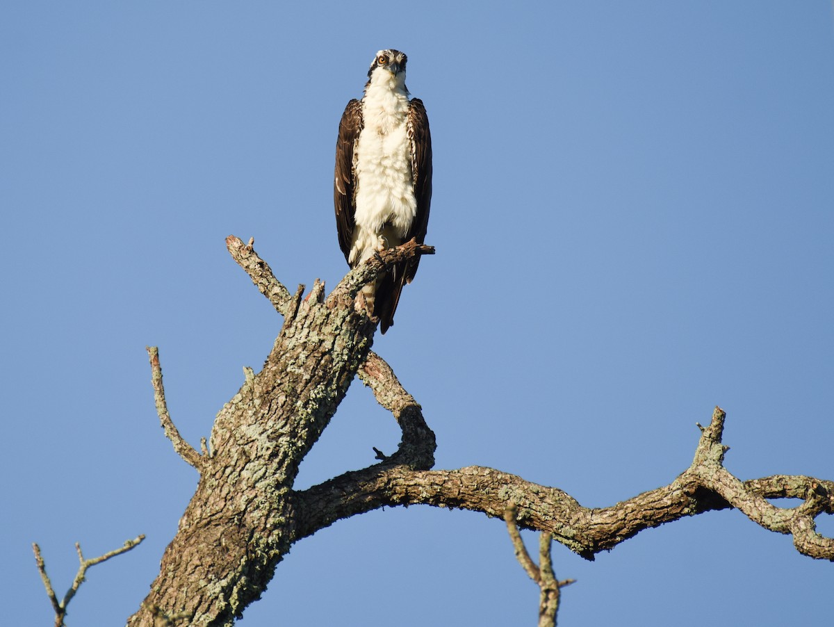 Osprey - ML646560127