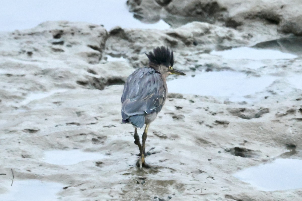 Green Heron - ML646560128