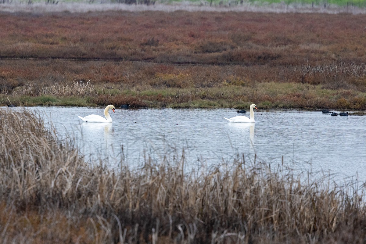 Mute Swan - ML646560129