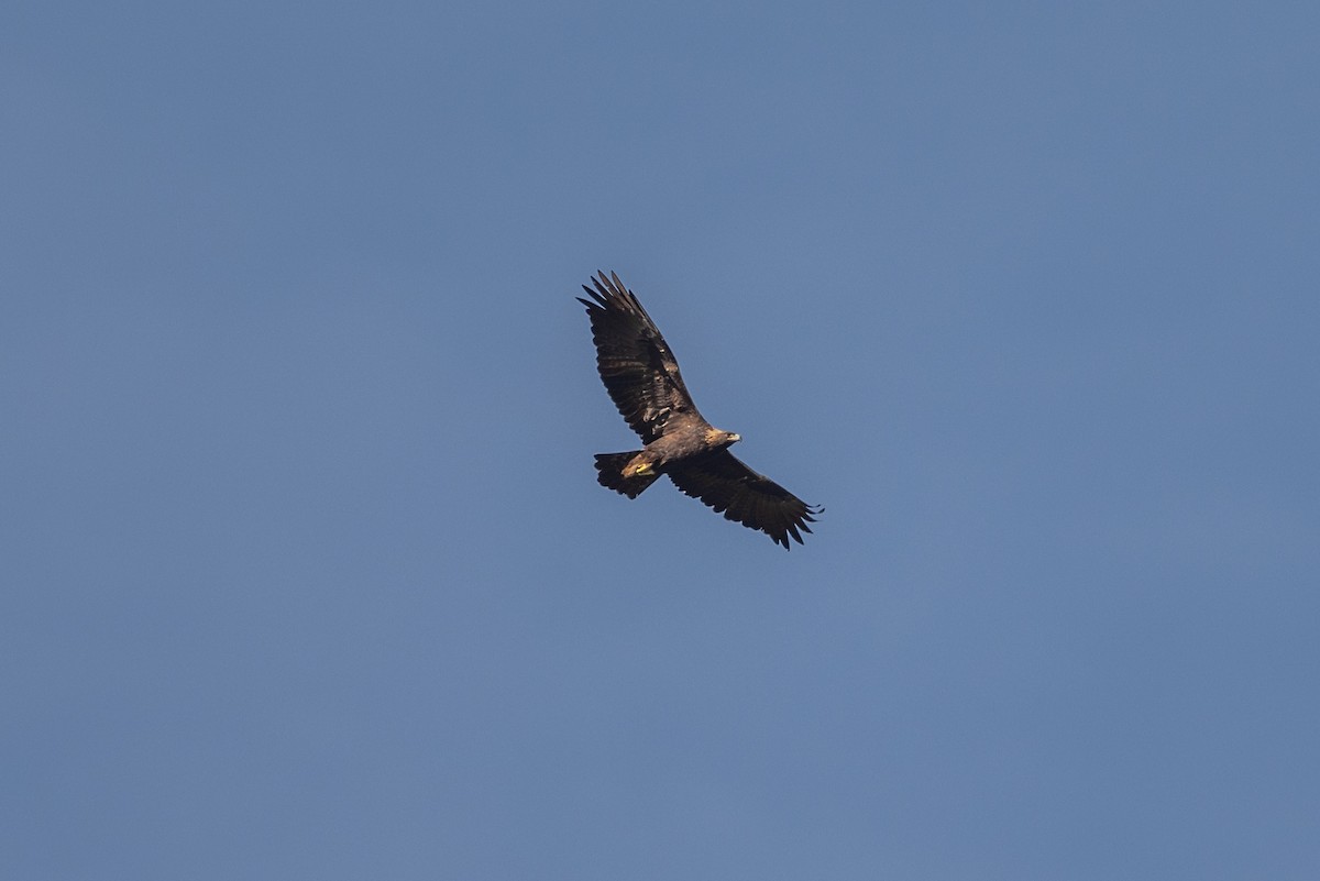 Arrano beltza - ML646560130