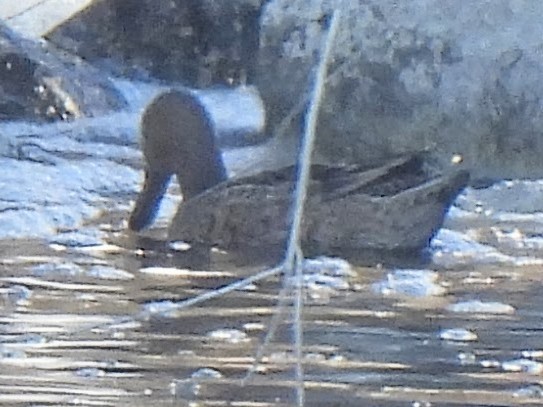 Коричневый чирок - ML646560132