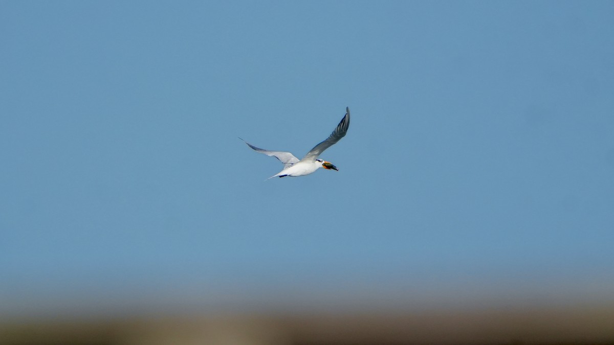 Royal Tern - ML646560141