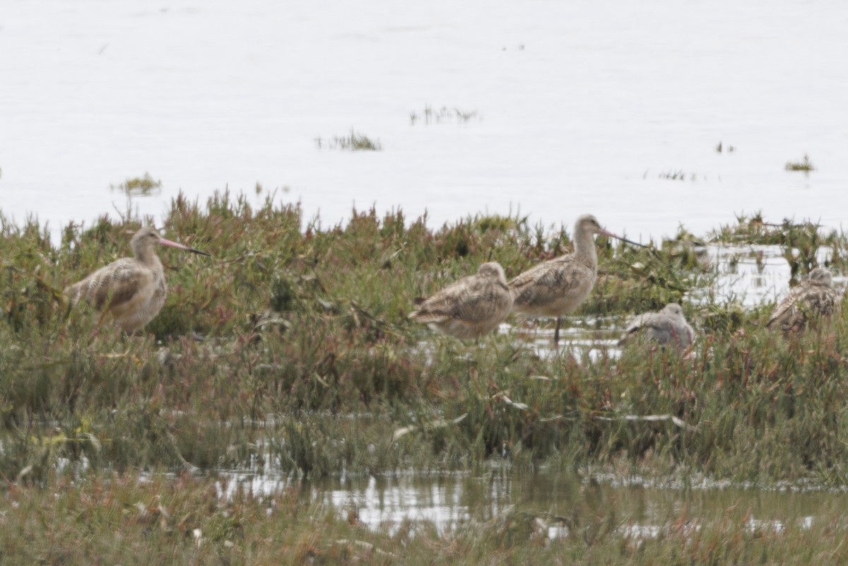 Long-billed Curlew - ML646560142