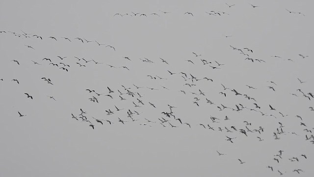 Гуска біла - ML646560143