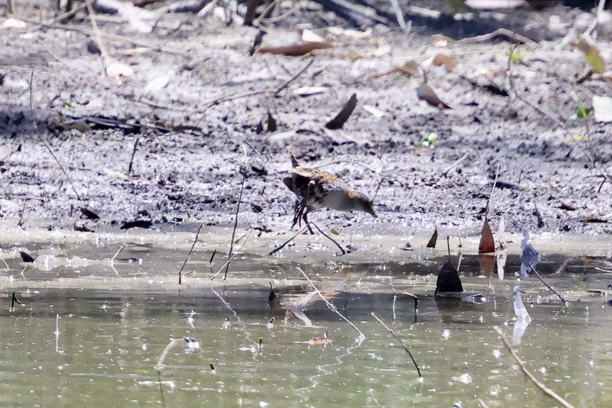 ヒメクイナ - ML646560146