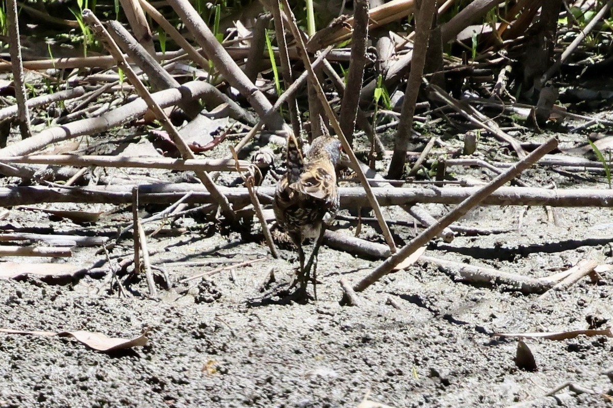 ヒメクイナ - ML646560147