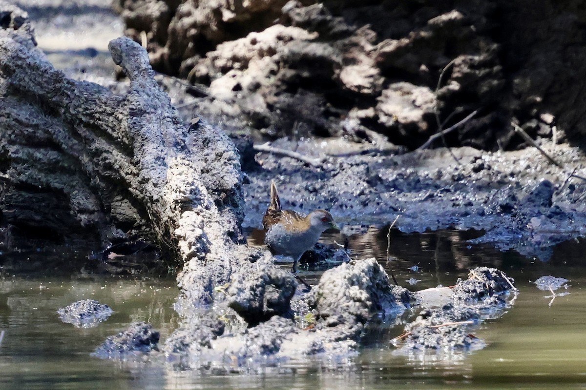 ヒメクイナ - ML646560148