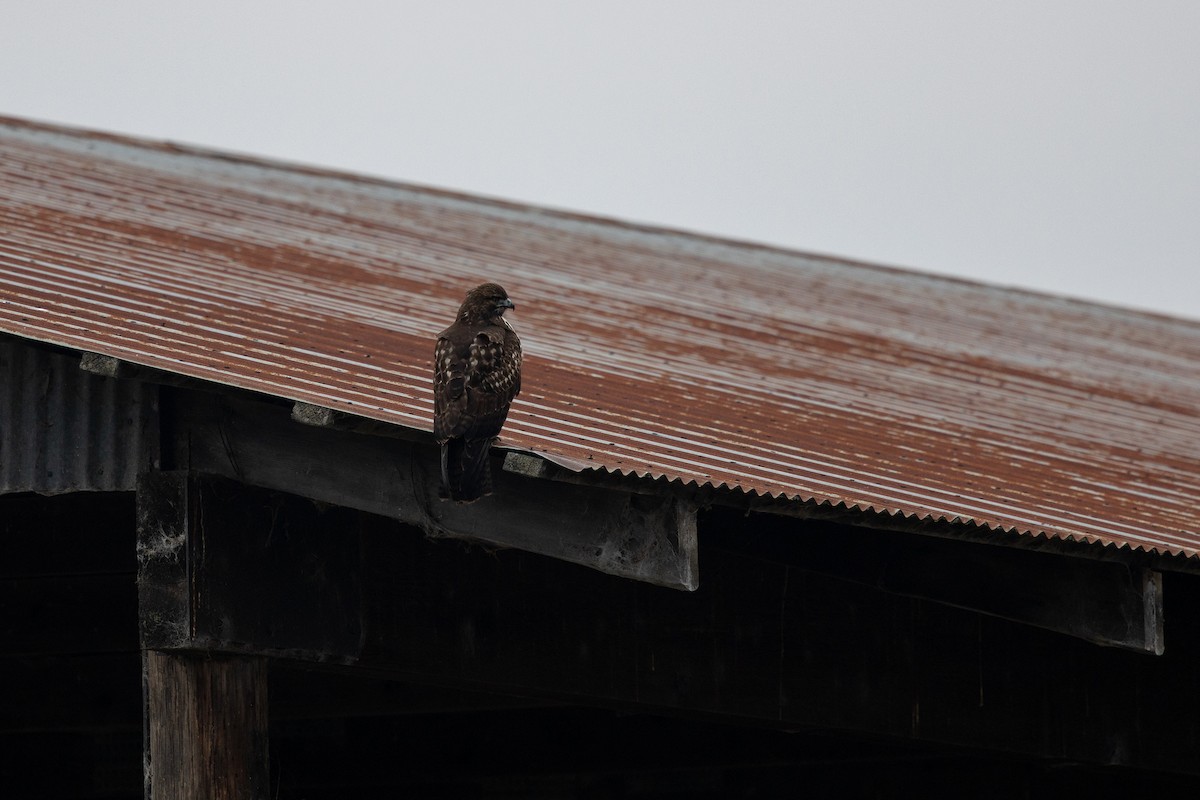 Red-tailed Hawk - ML646560149