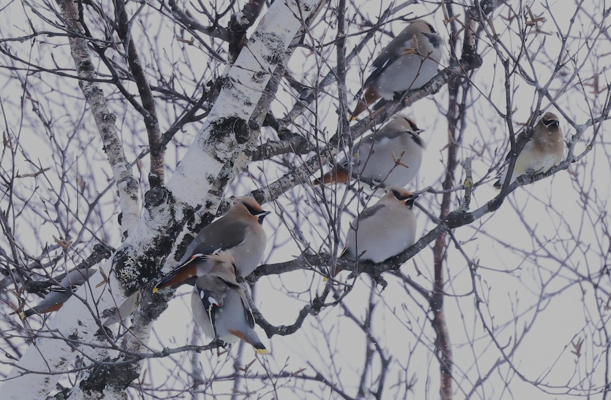 Bohemian Waxwing - ML646560150