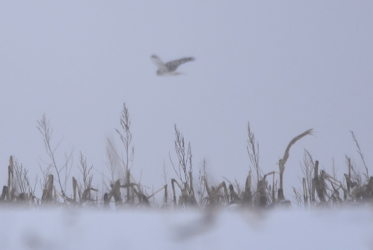 Northern Harrier - ML646560152
