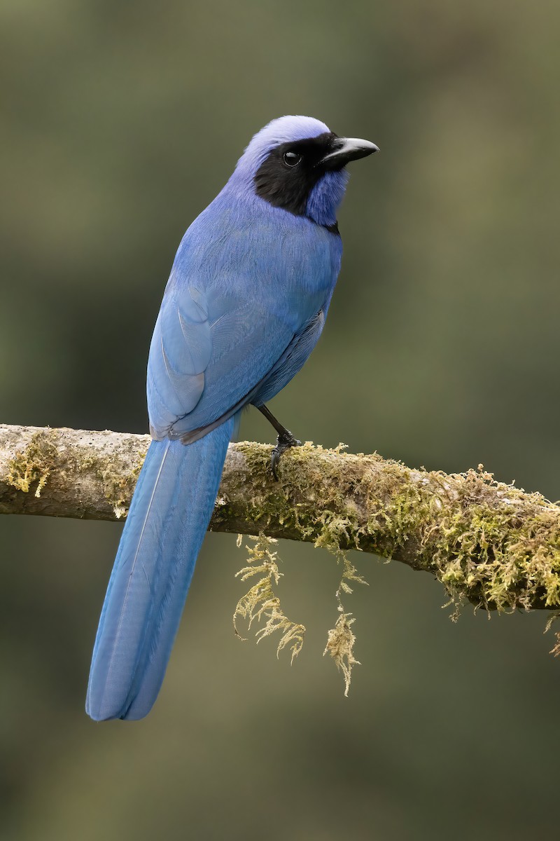 sojka černolímcová - ML646560153