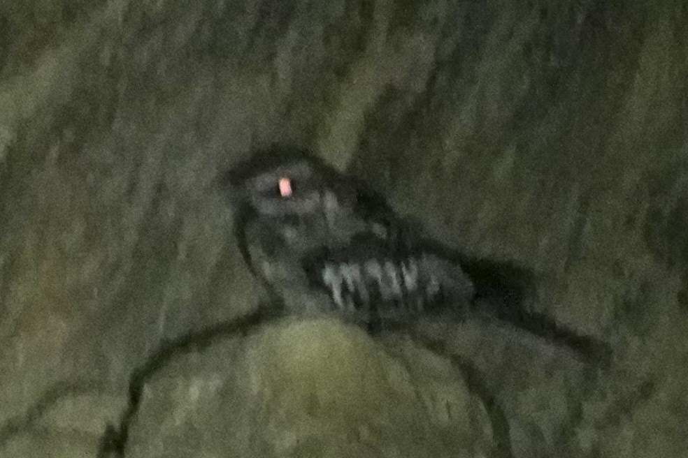 Üç Kuyruklu Çobanaldatan - ML646560154