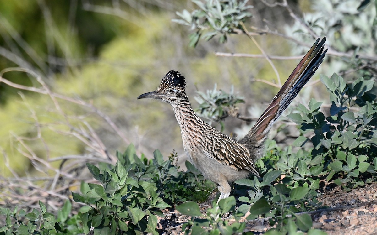 Greater Roadrunner - ML646560155