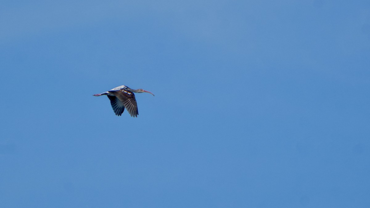 White Ibis - ML646560157
