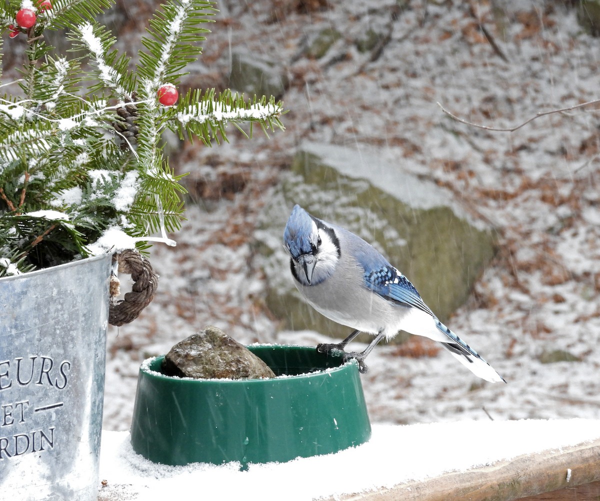 Blue Jay - ML646560160