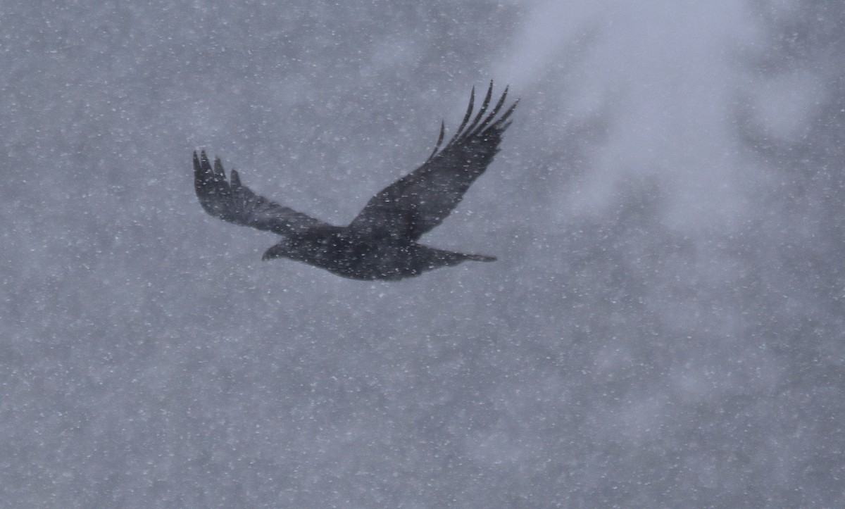 Erroi handia - ML646560161