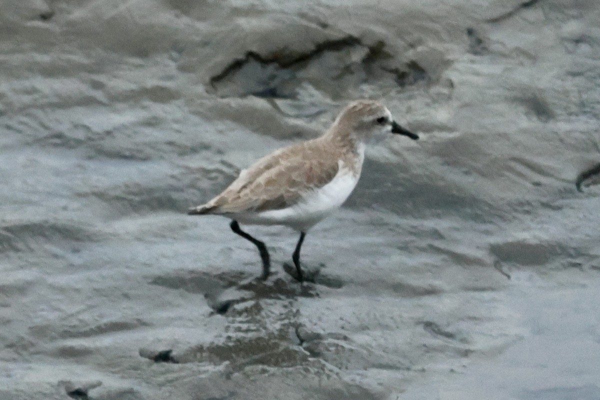 Semipalmated Sandpiper - ML646560162
