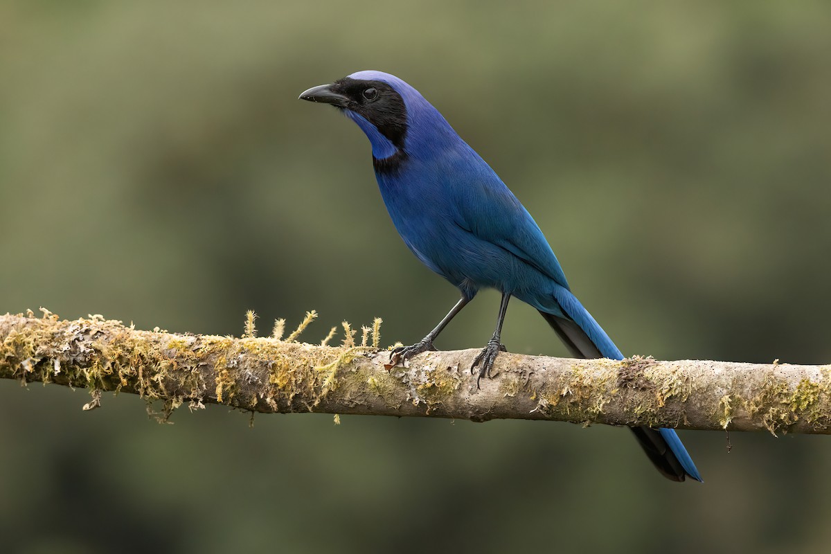 sojka černolímcová - ML646560163