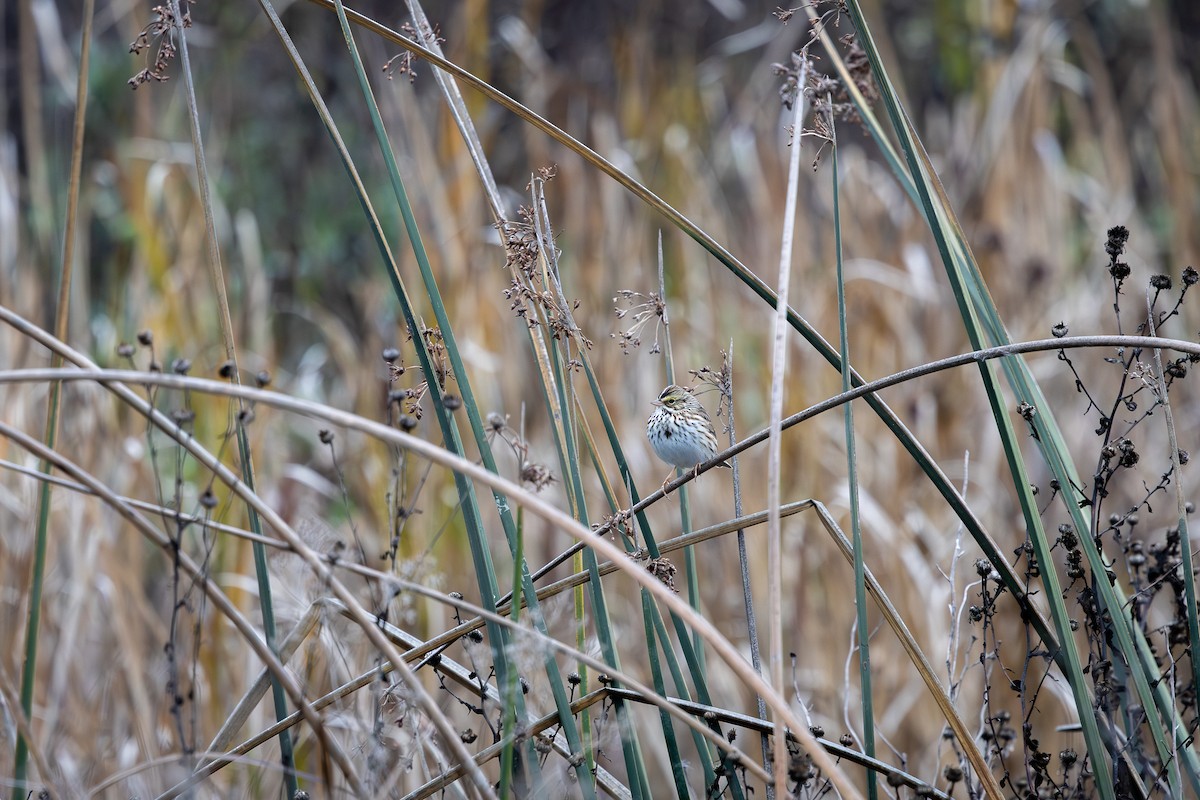 Savannah Sparrow - ML646560164
