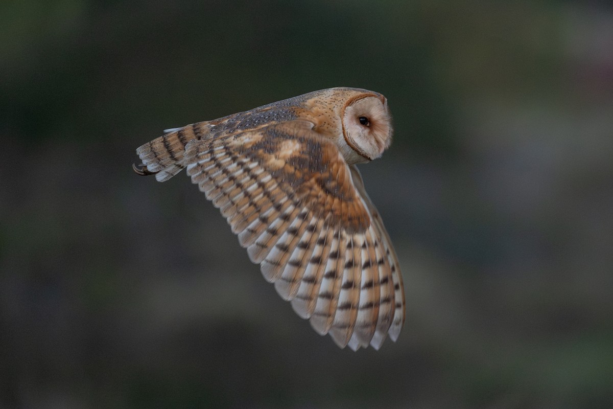 Hontz zuri amerikarra - ML646560166