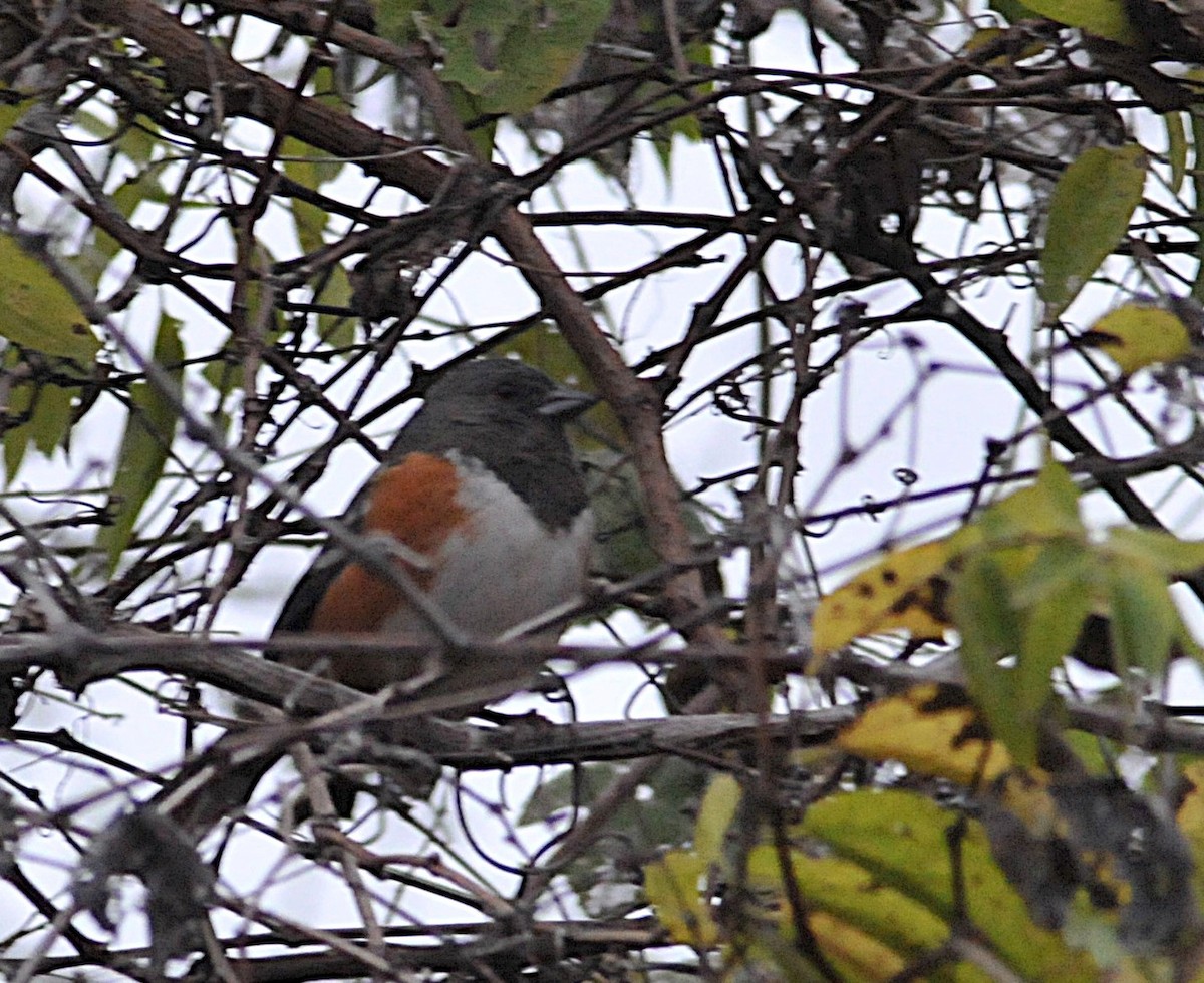 Spotted Towhee - ML646560167
