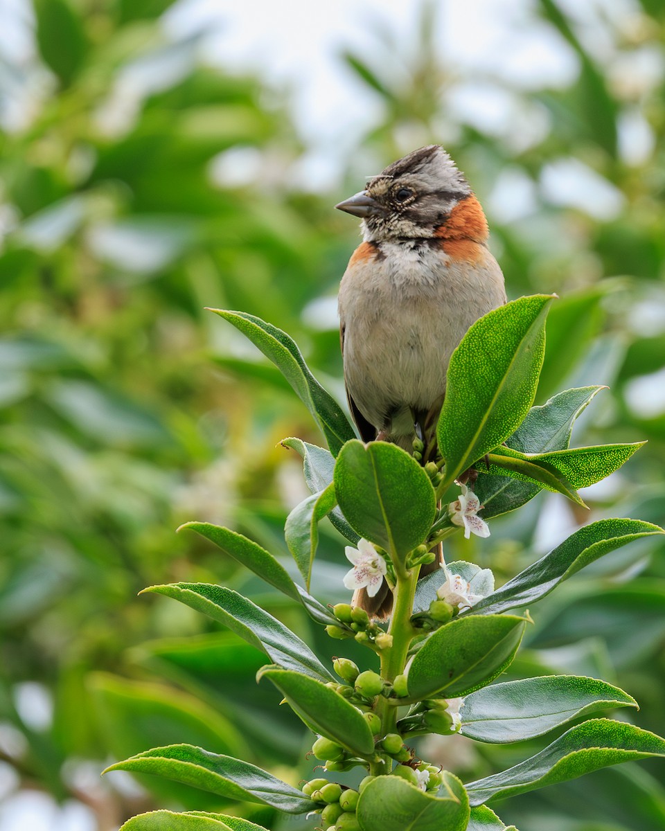 Morgenammer - ML646560168